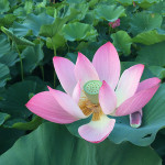 成果分享｜光華國小