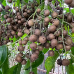 成果分享｜佳冬國小